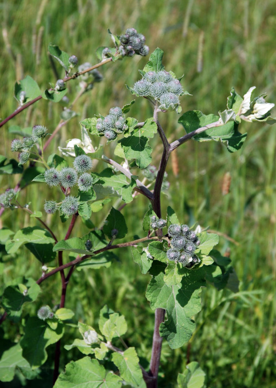 Изображение особи Arctium tomentosum.