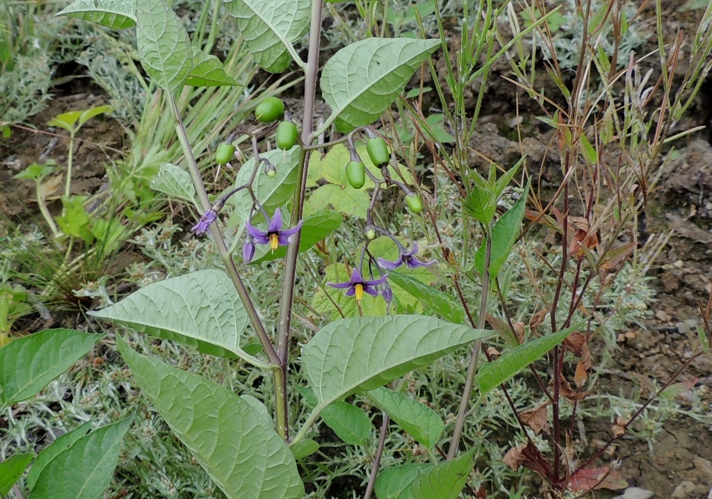 Image of Solanum kitagawae specimen.