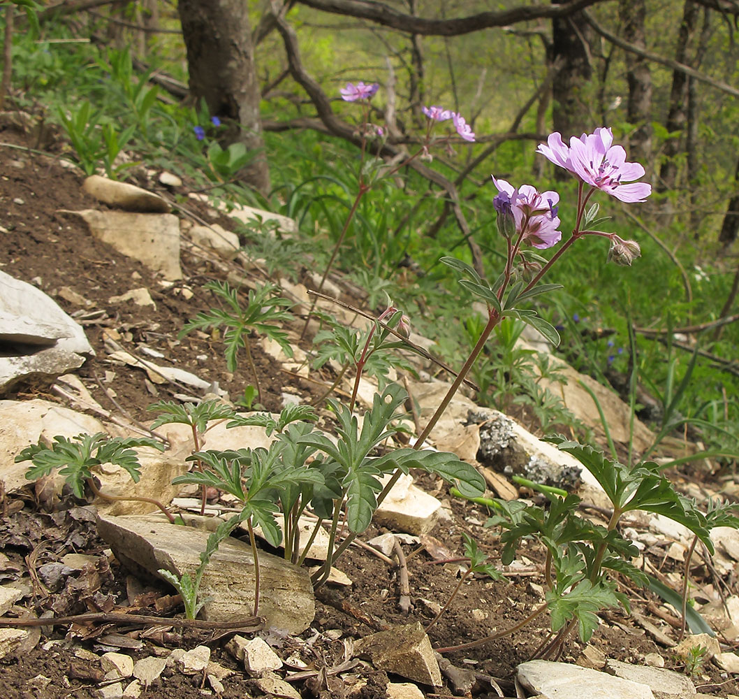 Изображение особи Geranium tuberosum.