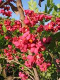 Euonymus europaeus