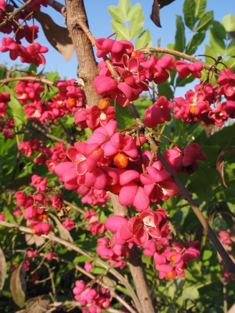 Image of Euonymus europaeus specimen.