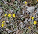 Helianthemum alpestre. Цветущие растения. Германия, г. Дюссельдорф, Ботанический сад университета. 04.05.2014.