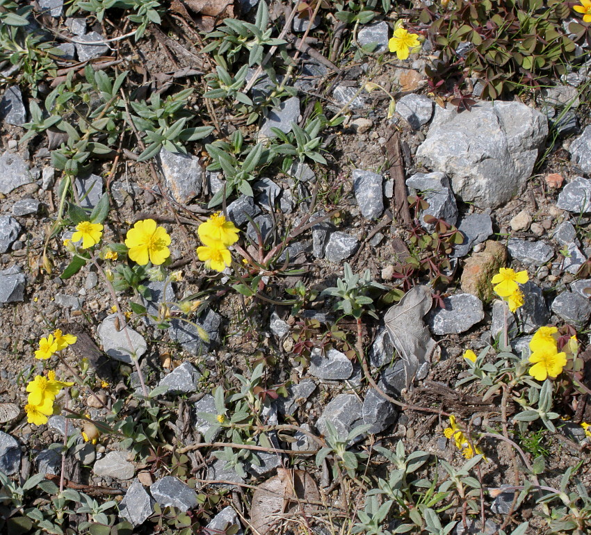 Image of Helianthemum alpestre specimen.
