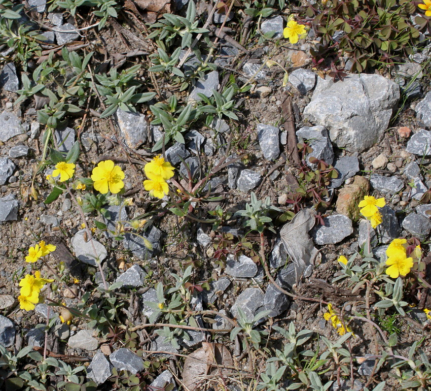 Изображение особи Helianthemum alpestre.