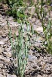 Tragopogon porrifolius ssp. longirostris