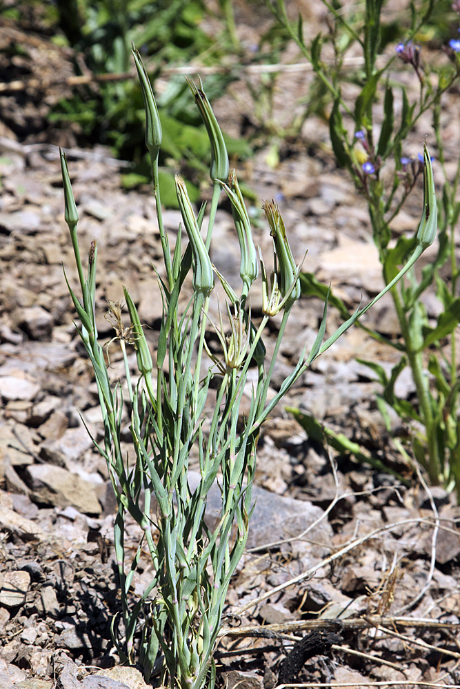 Image of Tragopogon porrifolius ssp. longirostris specimen.