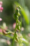 Lathyrus sylvestris