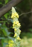Verbascum thapsus
