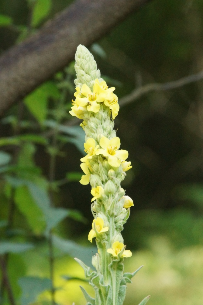 Изображение особи Verbascum thapsus.