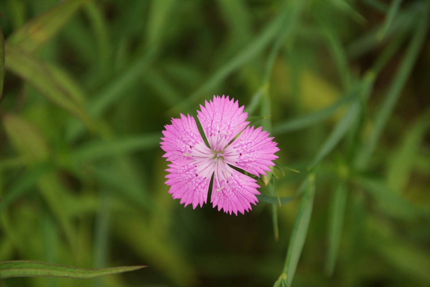 Изображение особи Dianthus imereticus.