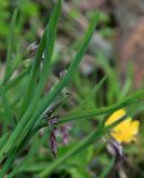 семейство Poaceae. Верхушка цветущего растения. Адыгея, Кавказский биосферный заповедник, долина р. Чессу, альпика, 2070 м н.у.м. 30.06.2014.