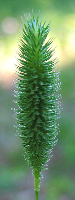 Image of Phleum pratense specimen.