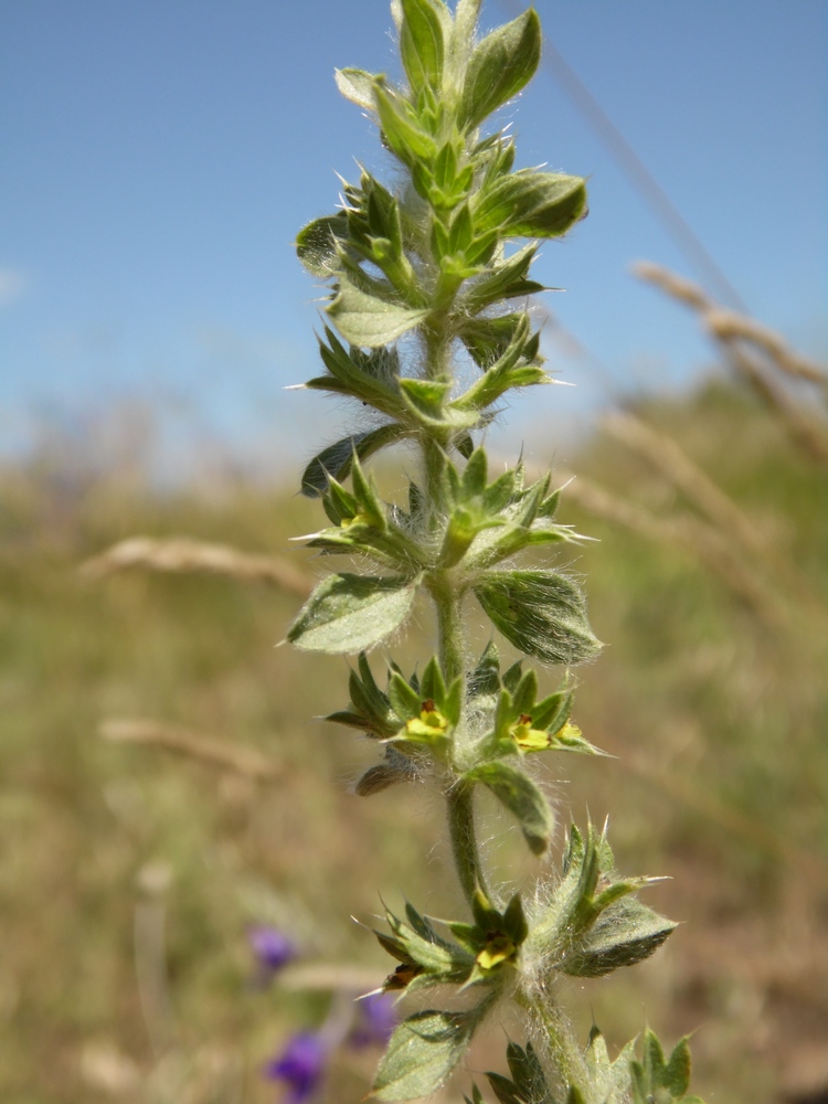 Image of Sideritis montana specimen.