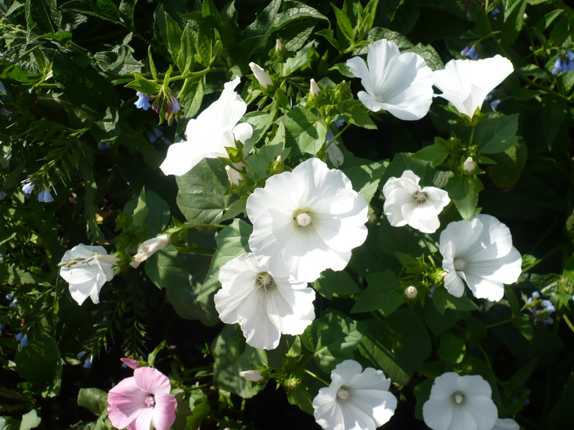 Image of Malva trimestris specimen.