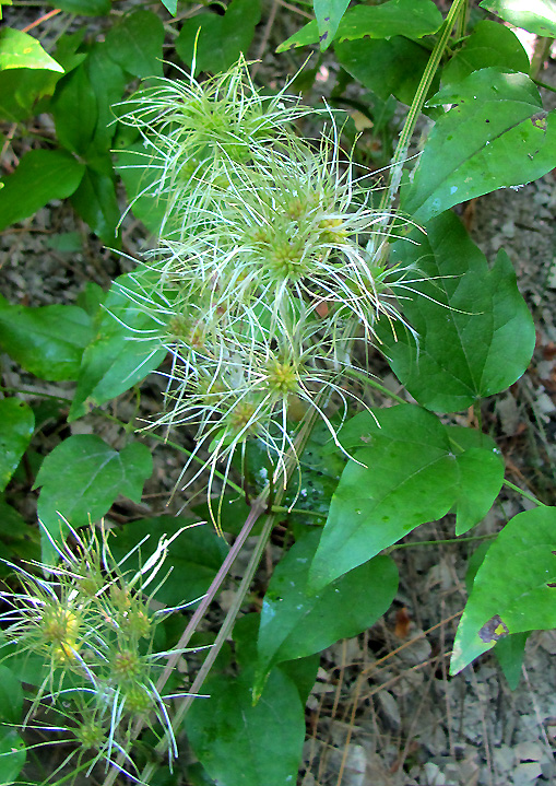 Изображение особи Clematis vitalba.