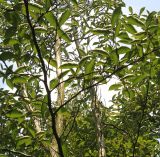 Stewartia pseudocamellia. Ветви средней части кроны. Германия, г. Дюссельдорф, Ботанический сад университета. 03.06.2014.