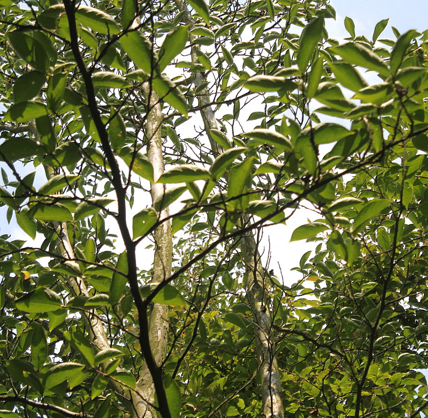 Image of Stewartia pseudocamellia specimen.