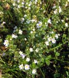 Euphrasia frigida