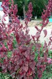 Atriplex hortensis. Цветущее растение. Республика Татарстан, г. Набережные Челны, Комсомольский р-н, пос. ГЭС, около ост. «улица Студенческая (теперь - ул. Батенчука)». 04.08.2009.