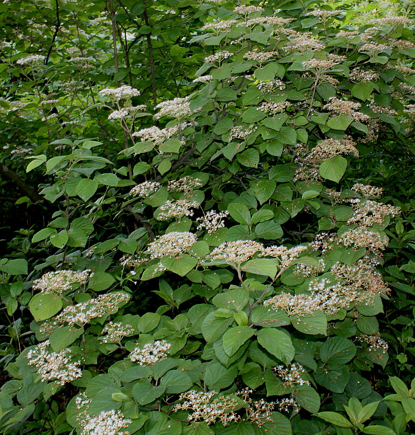 Image of genus Viburnum specimen.