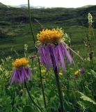 Erigeron flaccidus