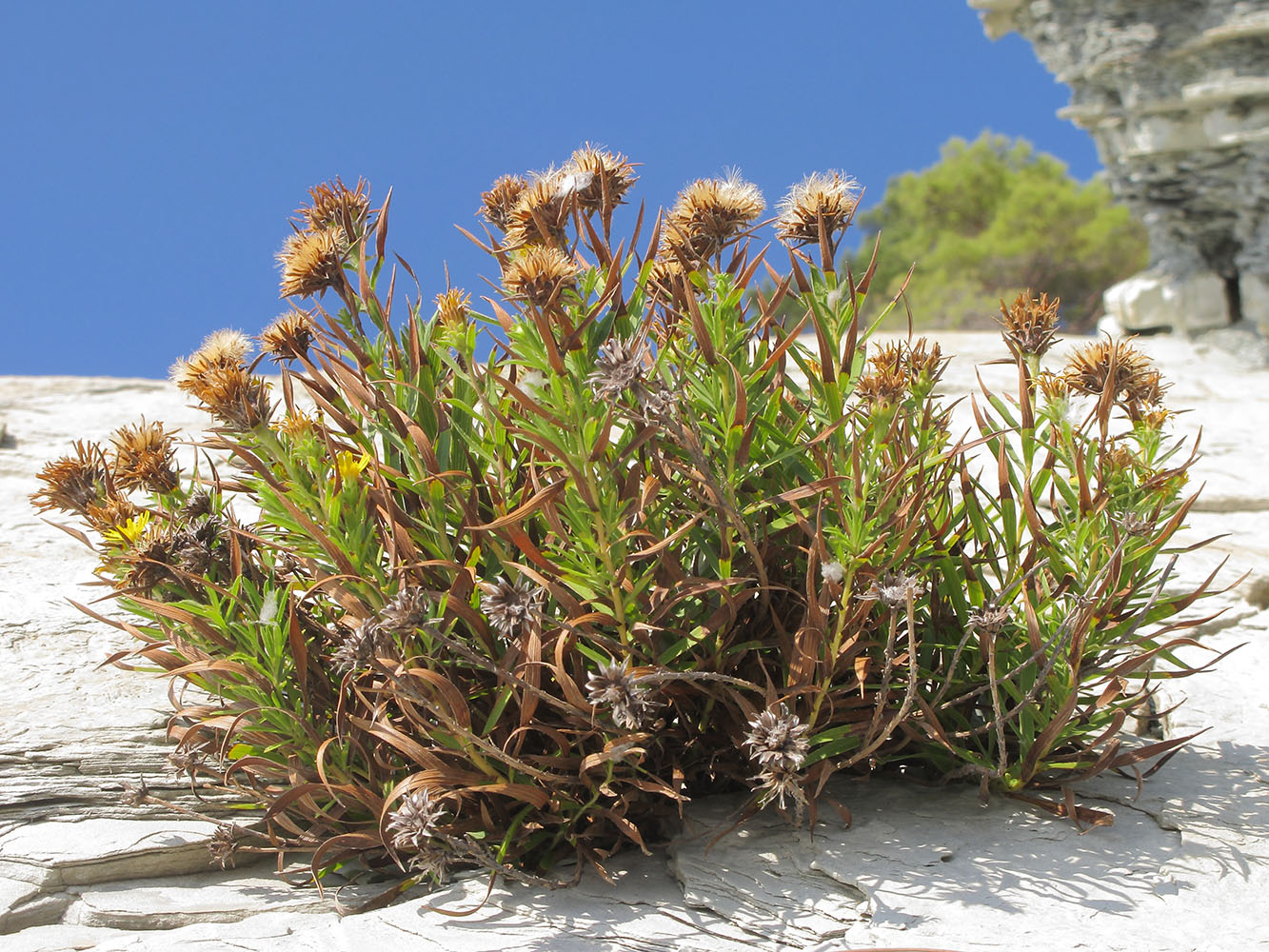 Image of Inula ensifolia specimen.
