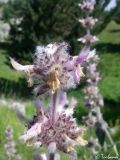 Stachys germanica. Часть соцветия. Крымский природный заповедник, Бабуган-Яйла. 19.07.2009.