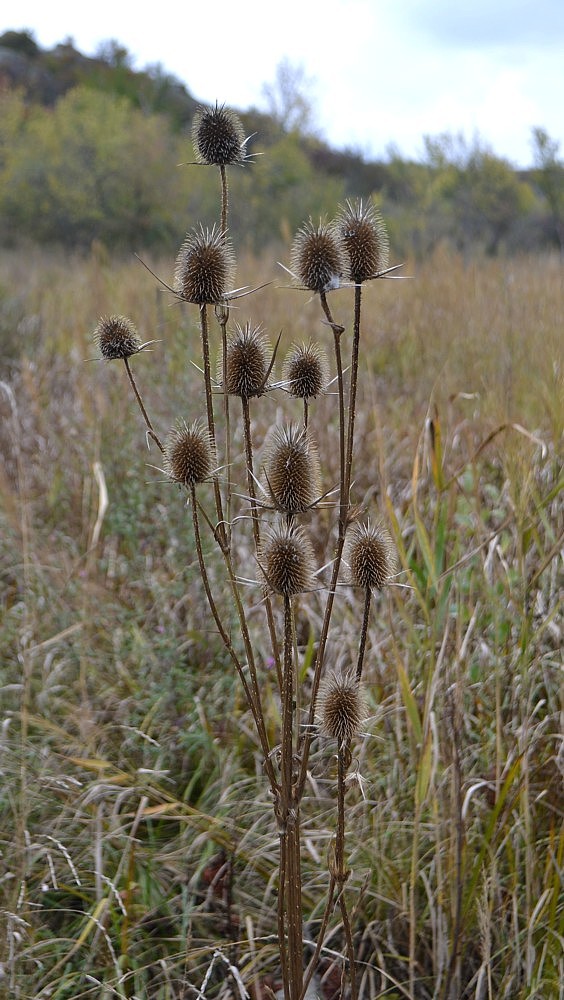 Изображение особи Dipsacus fullonum.