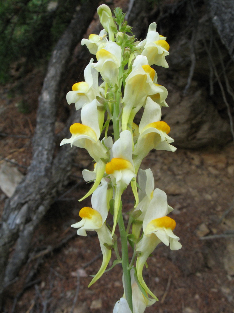 Изображение особи Linaria acutiloba.