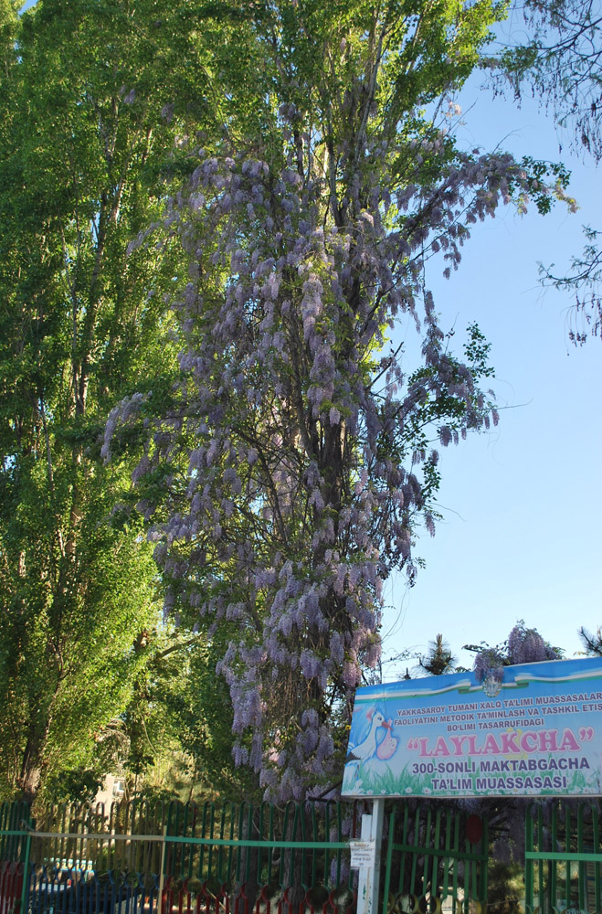 Image of Wisteria sinensis specimen.