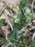 Cerastium perfoliatum