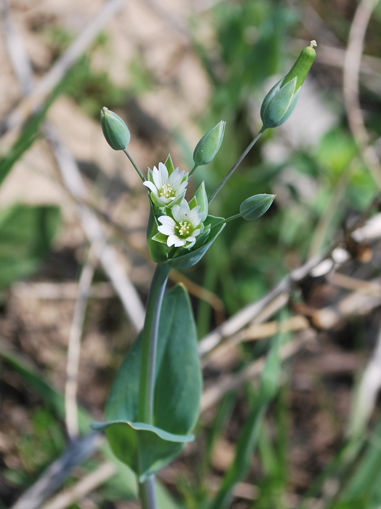 Изображение особи Cerastium perfoliatum.