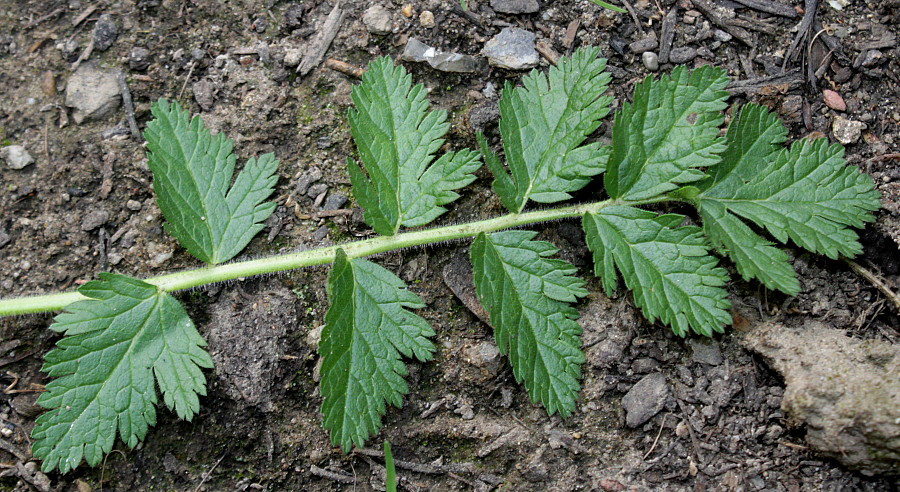 Image of Erodium manescavi specimen.