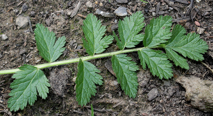 Изображение особи Erodium manescavi.