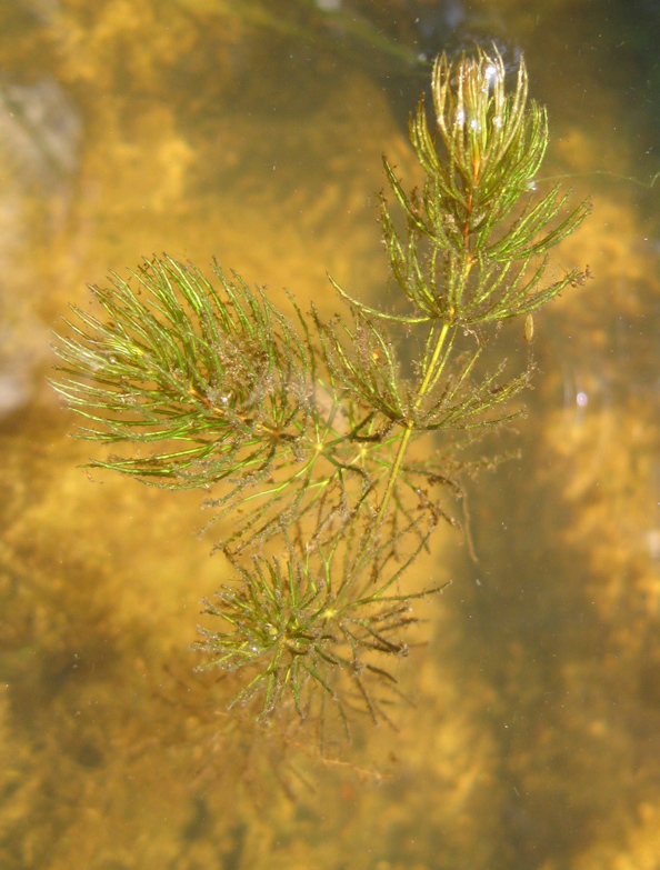 Изображение особи Ceratophyllum demersum.