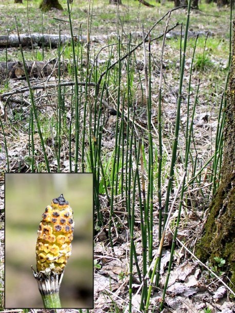 Изображение особи Equisetum hyemale.