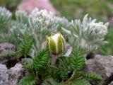 Dryas punctata