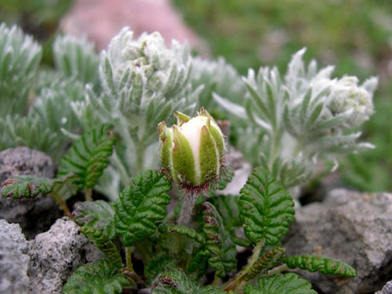 Image of Dryas punctata specimen.