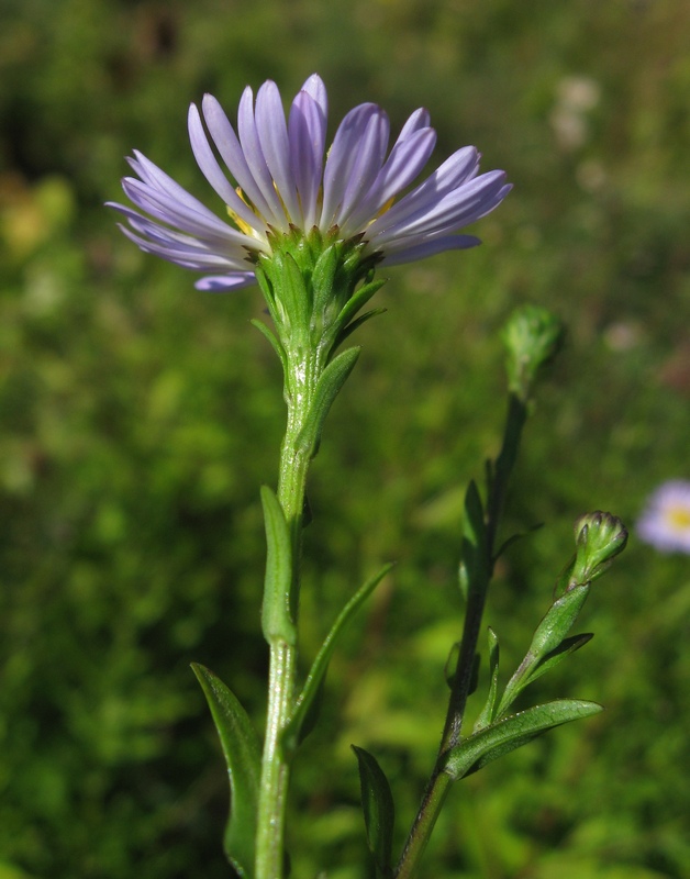 Изображение особи Symphyotrichum &times; versicolor.