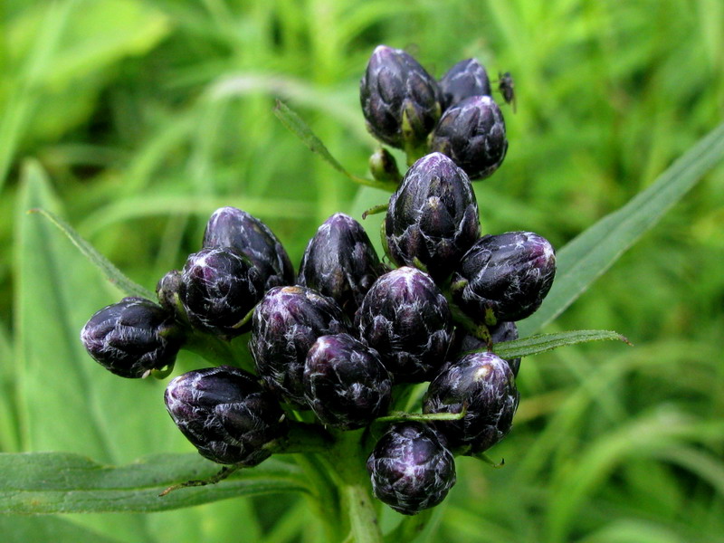 Image of Saussurea latifolia specimen.