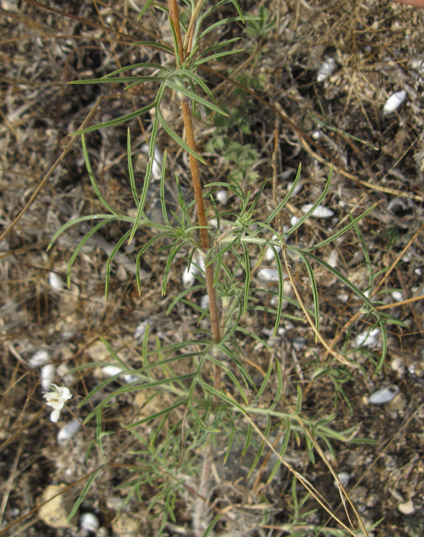 Image of Lomelosia argentea specimen.