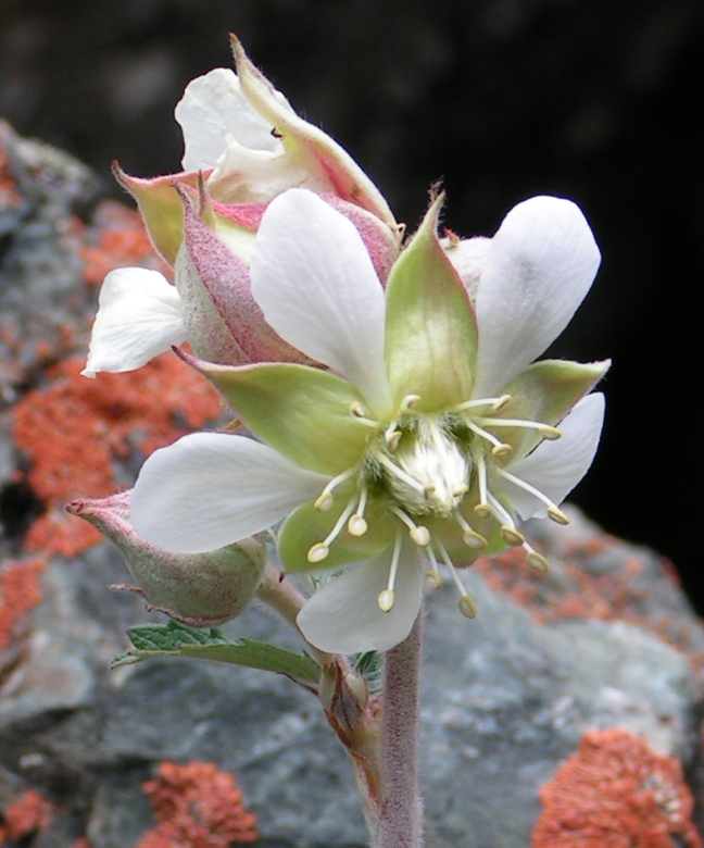 Image of Farinopsis salesoviana specimen.