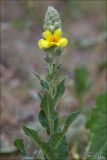 Verbascum ovalifolium