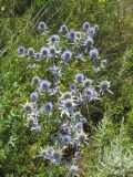 Eryngium planum