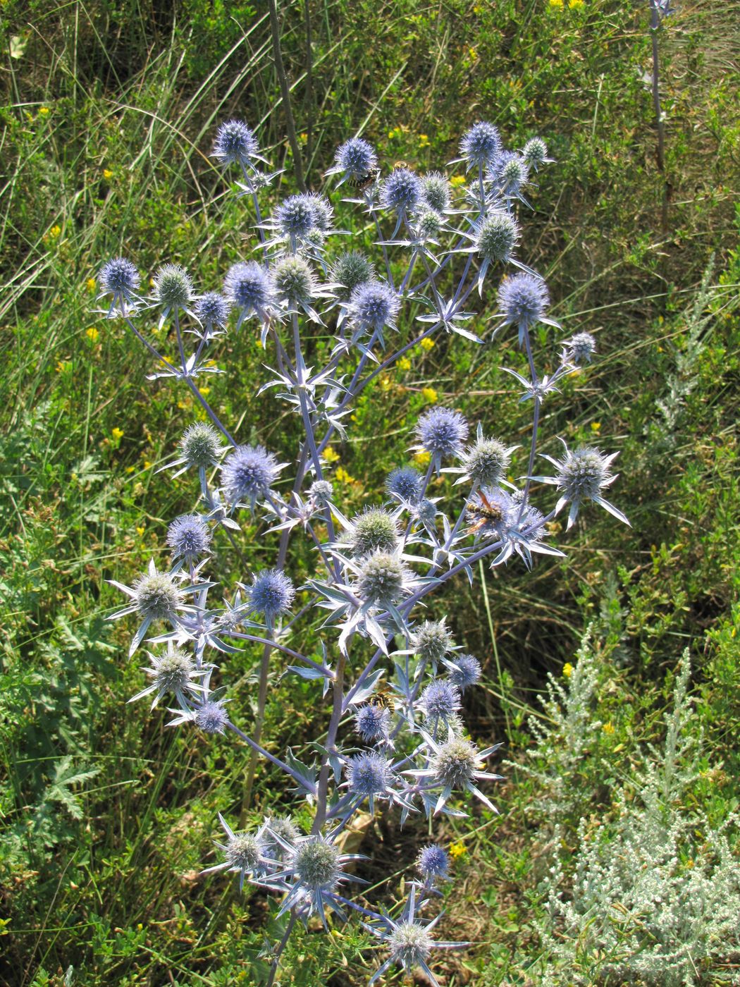 Изображение особи Eryngium planum.