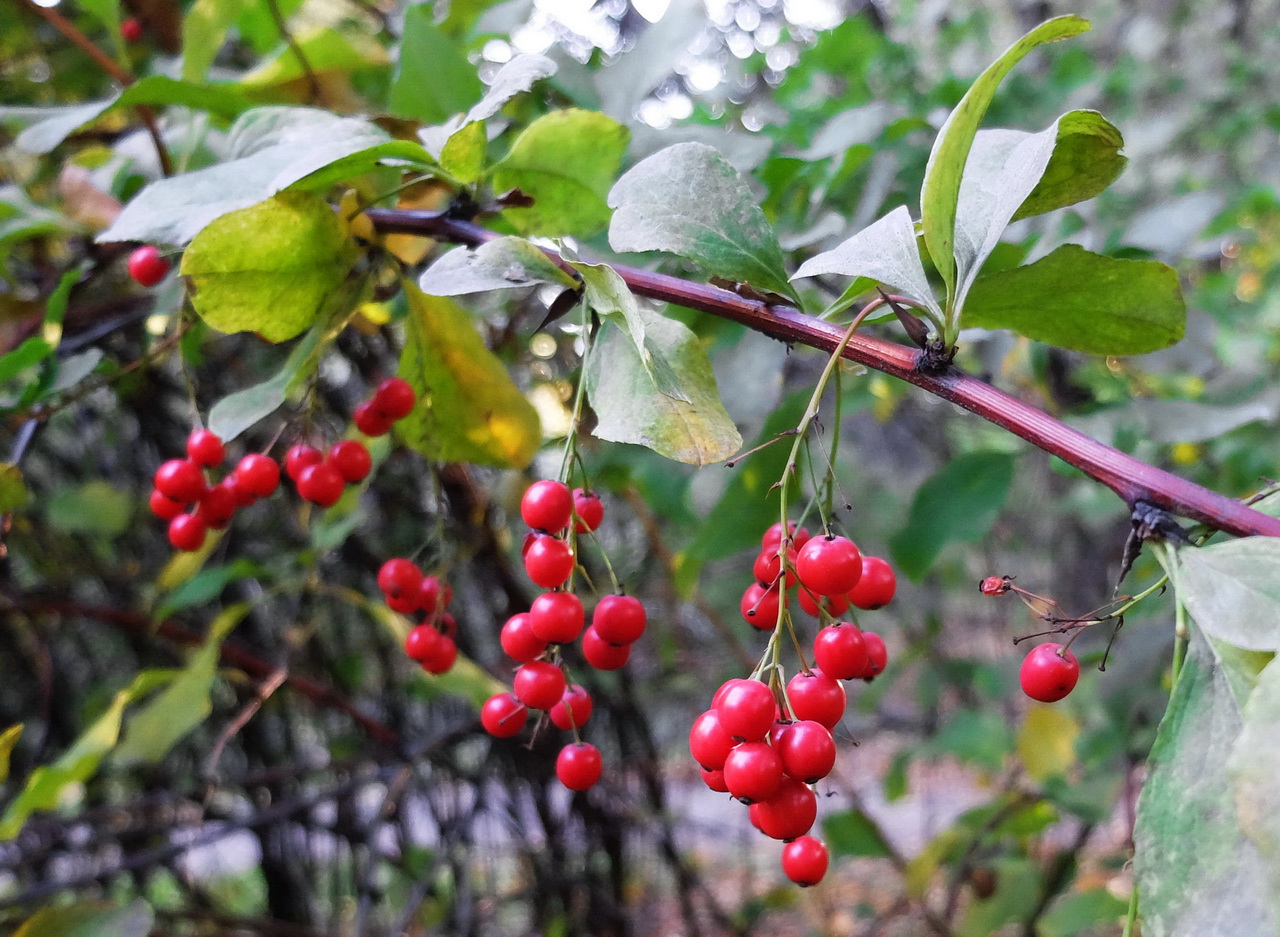 Изображение особи Berberis koreana.