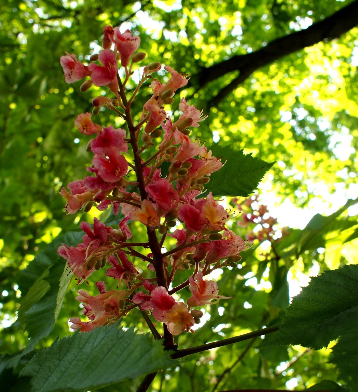 Image of Aesculus &times; carnea specimen.