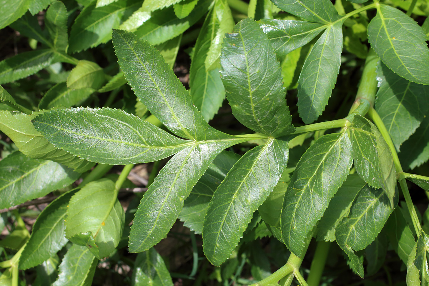 Image of Archangelica tschimganica specimen.