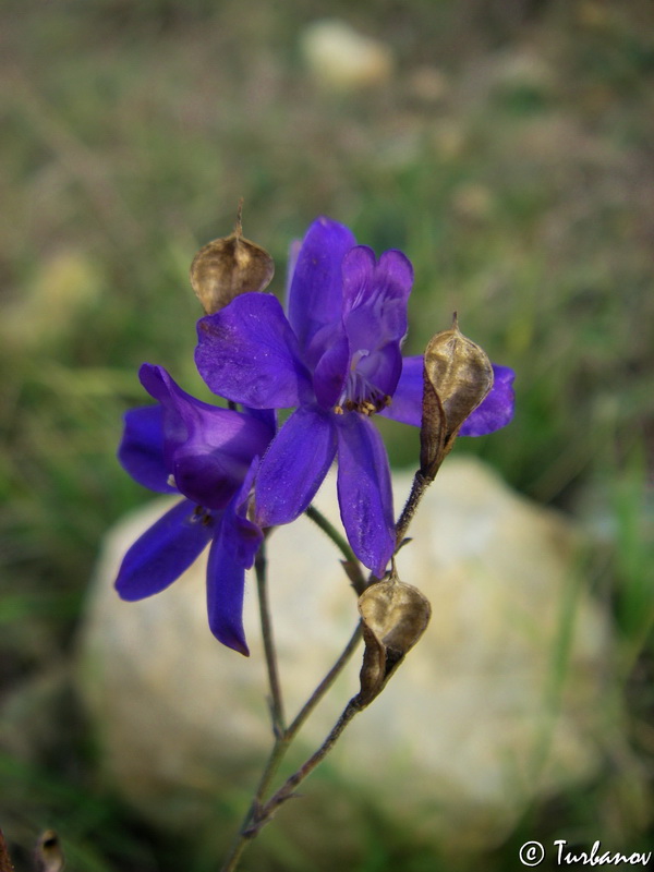 Image of genus Consolida specimen.