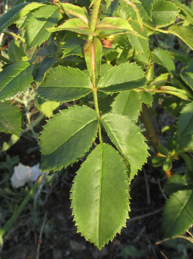 Image of Rosa pygmaea specimen.